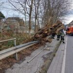 Der umgestürzte Baum in der Ruhrstraße