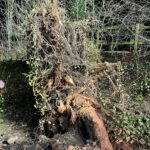 Der umgestürzte Baum am Harkortberg
