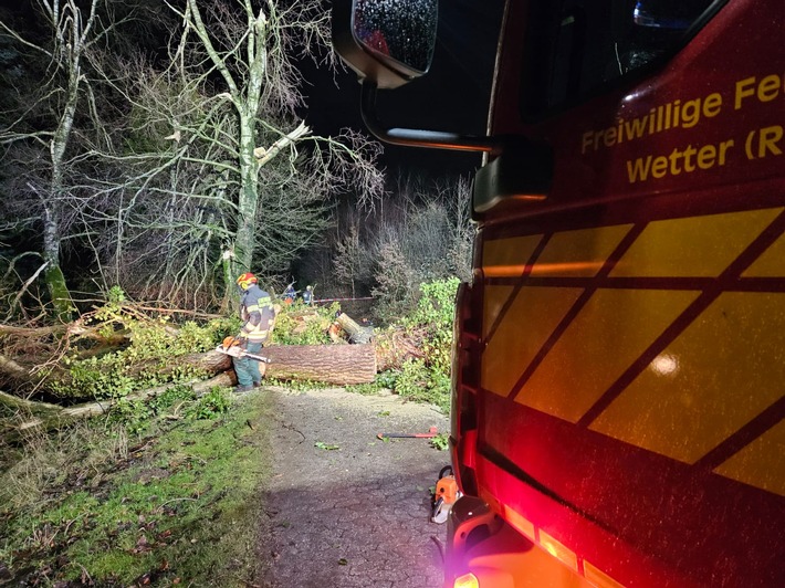 Der umgestürzte Baum Am Hülsey