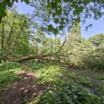 Die umgestürzte Trauerweide auf der Grünfläche