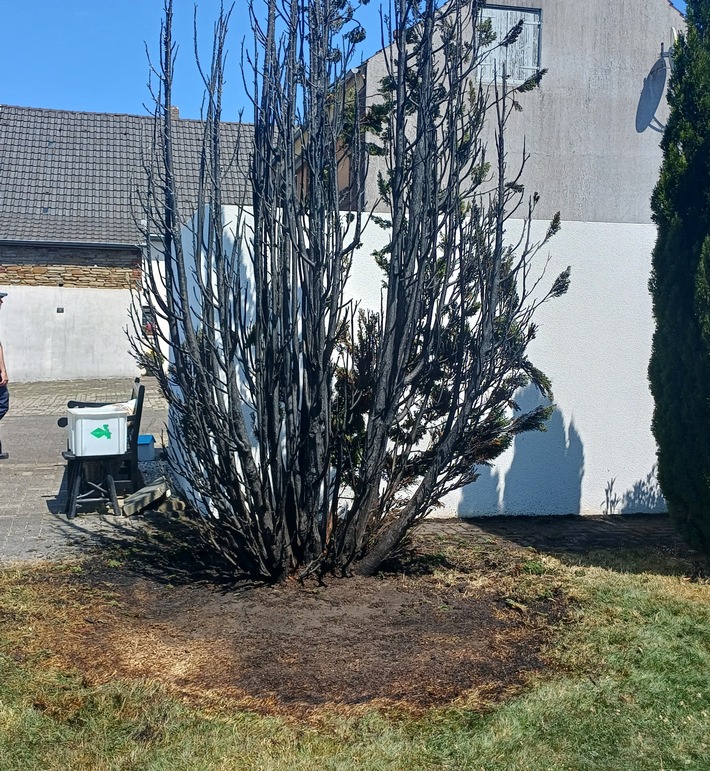 Auf diesen Baum hatte das Feuer schon übergegriffen