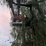 Freidchneiden des betroffenen Stamms