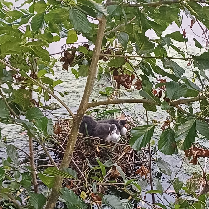 Diese Tierfamilie galt es zu schützen