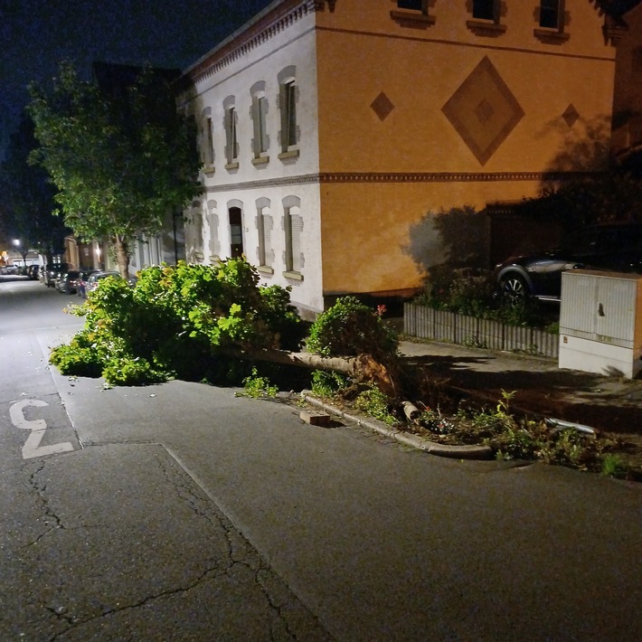 Der beschädigte Baum