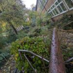 Baum an der Gemeinschaftsgrundschule Volmarstein